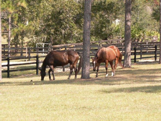 Equestrian Lifestyle in Citrus County Florida